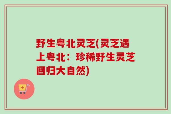 野生粤北灵芝(灵芝遇上粤北：珍稀野生灵芝回归大自然)