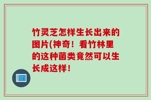 竹灵芝怎样生长出来的图片(神奇！看竹林里的这种菌类竟然可以生长成这样！