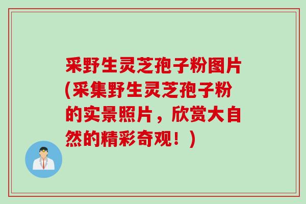 采野生灵芝孢子粉图片(采集野生灵芝孢子粉的实景照片，欣赏大自然的精彩奇观！)
