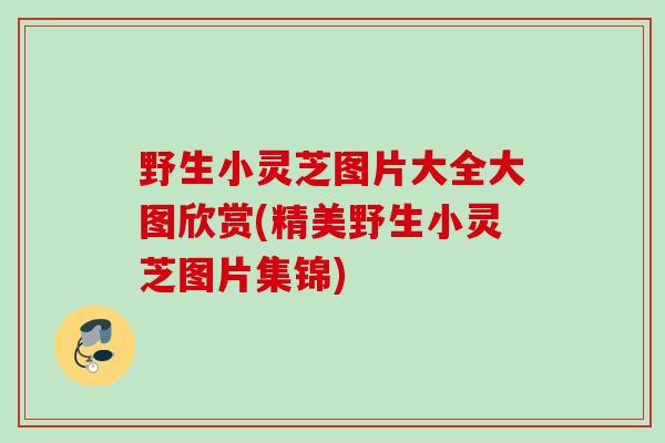 野生小灵芝图片大全大图欣赏(精美野生小灵芝图片集锦)