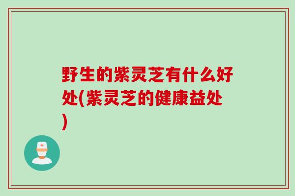 野生的紫灵芝有什么好处(紫灵芝的健康益处)