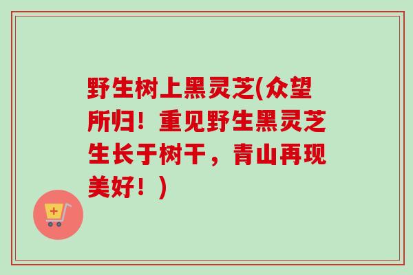 野生树上黑灵芝(众望所归！重见野生黑灵芝生长于树干，青山再现美好！)