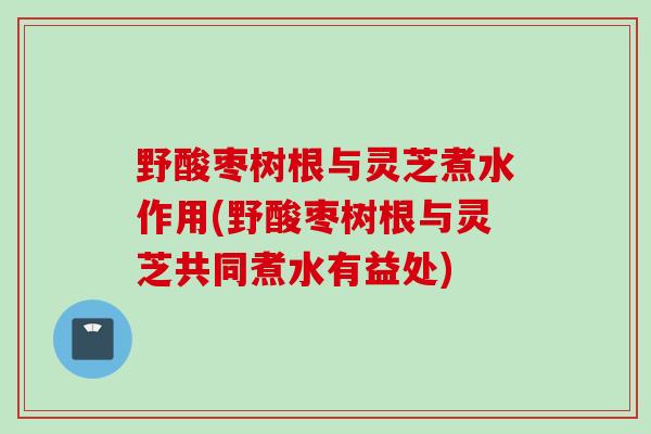 野酸枣树根与灵芝煮水作用(野酸枣树根与灵芝共同煮水有益处)