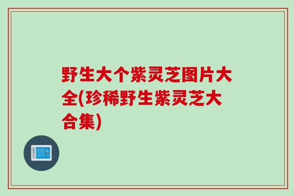 野生大个紫灵芝图片大全(珍稀野生紫灵芝大合集)