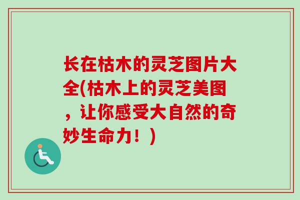 长在枯木的灵芝图片大全(枯木上的灵芝美图，让你感受大自然的奇妙生命力！)