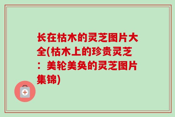 长在枯木的灵芝图片大全(枯木上的珍贵灵芝:美轮美奂的灵芝图片集锦) 长在枯木的灵芝图片大全(枯木上的珍贵灵芝:美轮美奂的灵芝图片集锦)