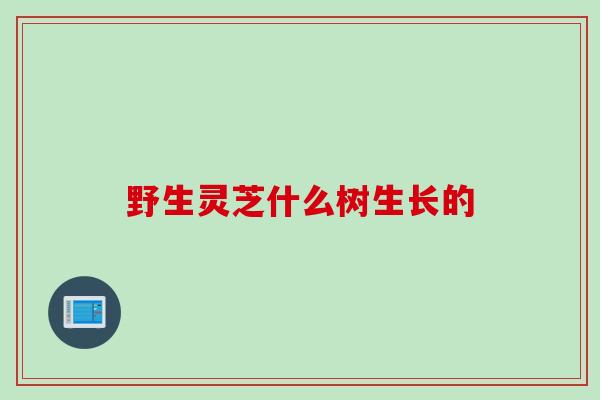 野生灵芝什么树生长的