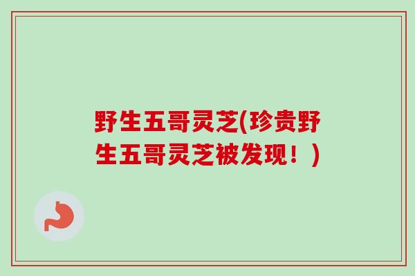 野生五哥灵芝(珍贵野生五哥灵芝被发现！)