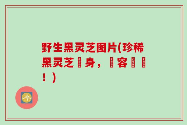 野生黑灵芝图片(珍稀黑灵芝現身，陣容壯觀！)