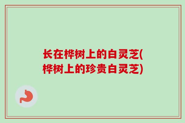 长在桦树上的白灵芝(桦树上的珍贵白灵芝)