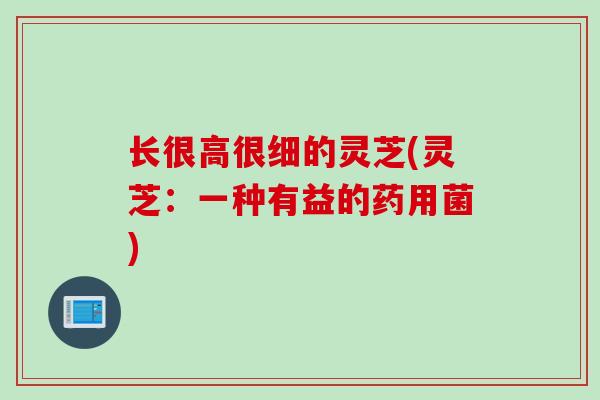 长很高很细的灵芝(灵芝:一种有益的药用菌) 长很高很细的灵芝(灵芝:一种有益的药用菌)