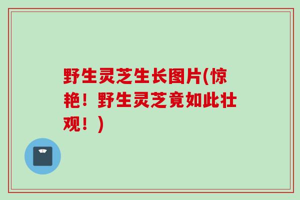 野生灵芝生长图片(惊艳!野生灵芝竟如此壮观!) 野生灵芝生长图片(惊艳!野生灵芝竟如此壮观!)