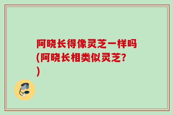 阿晓长得像灵芝一样吗(阿晓长相类似灵芝？)