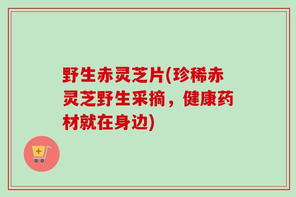 野生赤灵芝片(珍稀赤灵芝野生采摘，健康药材就在身边)