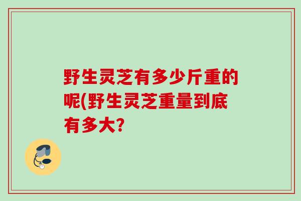 野生灵芝有多少斤重的呢(野生灵芝重量到底有多大？