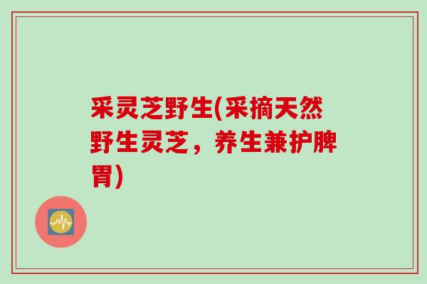 采灵芝野生(采摘天然野生灵芝，养生兼护脾胃)