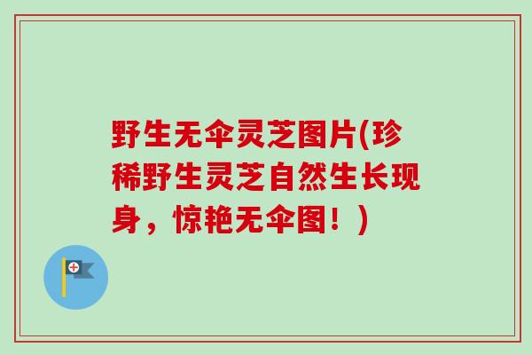 野生无伞灵芝图片(珍稀野生灵芝自然生长现身，惊艳无伞图！)