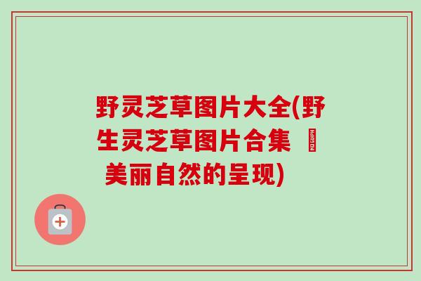 野灵芝草图片大全(野生灵芝草图片合集 – 美丽自然的呈现)