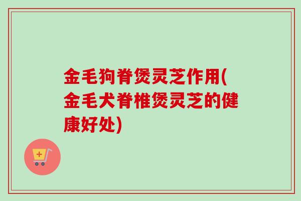 金毛狗脊煲灵芝作用(金毛犬脊椎煲灵芝的健康好处)