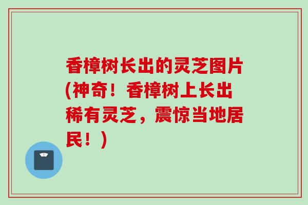 香樟树长出的灵芝图片(神奇！香樟树上长出稀有灵芝，震惊当地居民！)