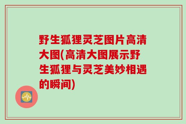 野生狐狸灵芝图片高清大图(高清大图展示野生狐狸与灵芝美妙相遇的瞬间)
