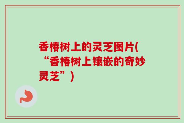 香椿树上的灵芝图片(“香椿树上镶嵌的奇妙灵芝”) 香椿树上的灵芝图片(“香椿树上镶嵌的奇妙灵芝”)
