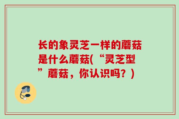 长的象灵芝一样的蘑菇是什么蘑菇(“灵芝型”蘑菇,你认识吗?) 长的象灵芝一样的蘑菇是什么蘑菇(“灵芝型”蘑菇,你认识吗?)