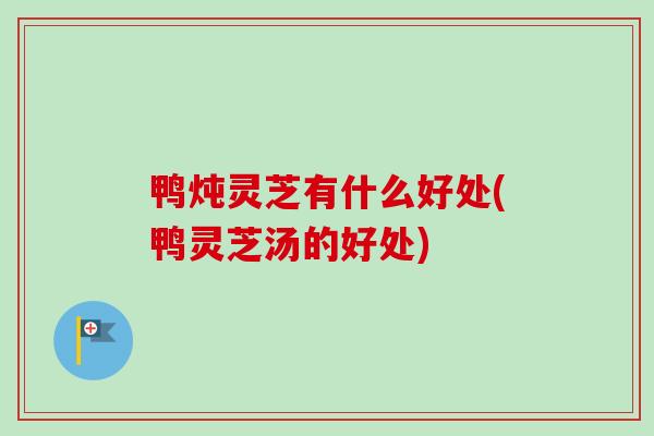 鸭炖灵芝有什么好处(鸭灵芝汤的好处)