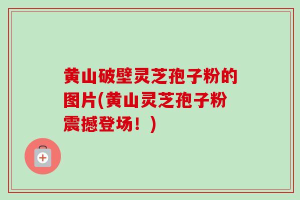 黄山破壁灵芝孢子粉的图片(黄山灵芝孢子粉震撼登场！)