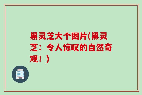 黑灵芝大个图片(黑灵芝：令人惊叹的自然奇观！)