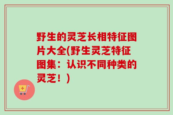 野生的灵芝长相特征图片大全(野生灵芝特征图集：认识不同种类的灵芝！)