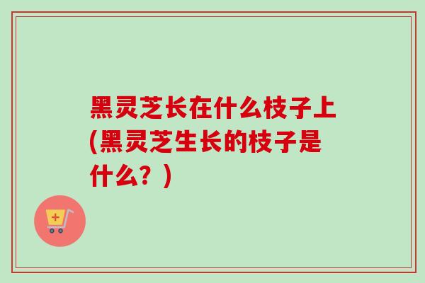 黑灵芝长在什么枝子上(黑灵芝生长的枝子是什么？)