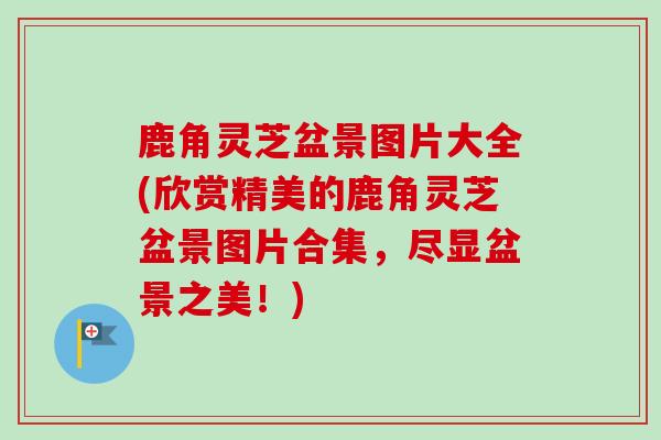 鹿角灵芝盆景图片大全(欣赏精美的鹿角灵芝盆景图片合集，尽显盆景之美！)