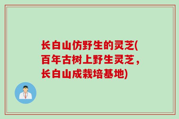 长白山仿野生的灵芝(百年古树上野生灵芝,长白山成栽培基地) 长白山仿野生的灵芝(百年古树上野生灵芝,长白山成栽培基地)