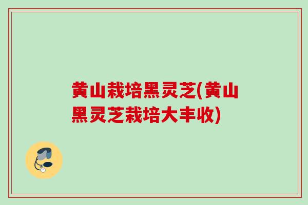 黄山栽培黑灵芝(黄山黑灵芝栽培大丰收)