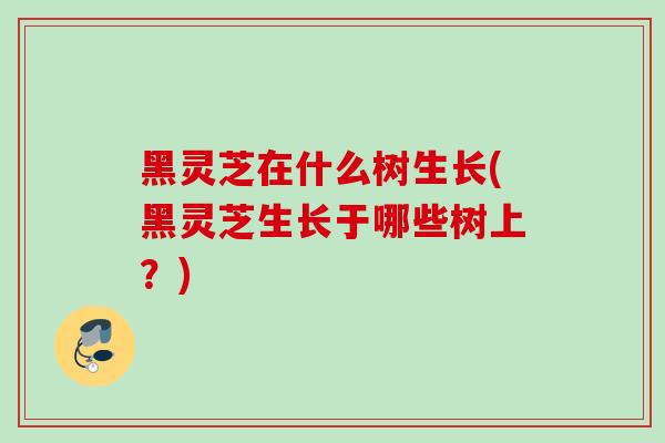 黑灵芝在什么树生长(黑灵芝生长于哪些树上？)