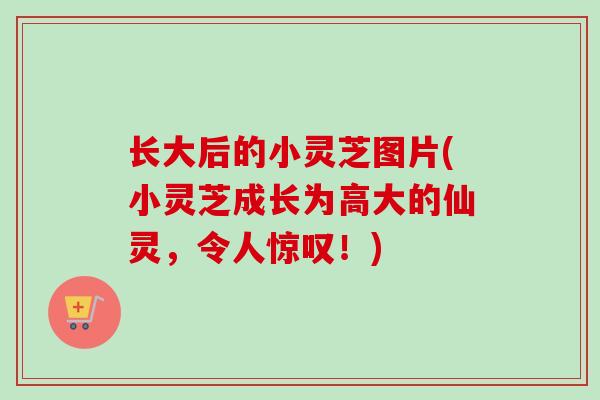 长大后的小灵芝图片(小灵芝成长为高大的仙灵，令人惊叹！)