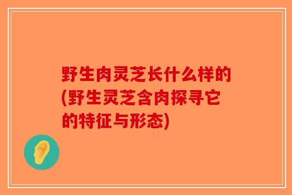 野生肉灵芝长什么样的(野生灵芝含肉探寻它的特征与形态)