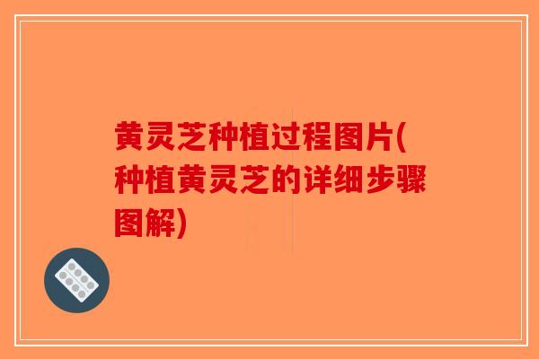 黄灵芝种植过程图片(种植黄灵芝的详细步骤图解)