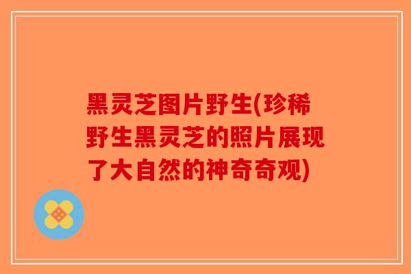 黑灵芝图片野生(珍稀野生黑灵芝的照片展现了大自然的神奇奇观)