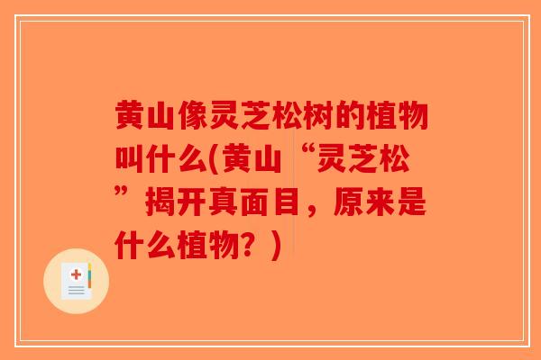 黄山像灵芝松树的植物叫什么(黄山“灵芝松”揭开真面目，原来是什么植物？)