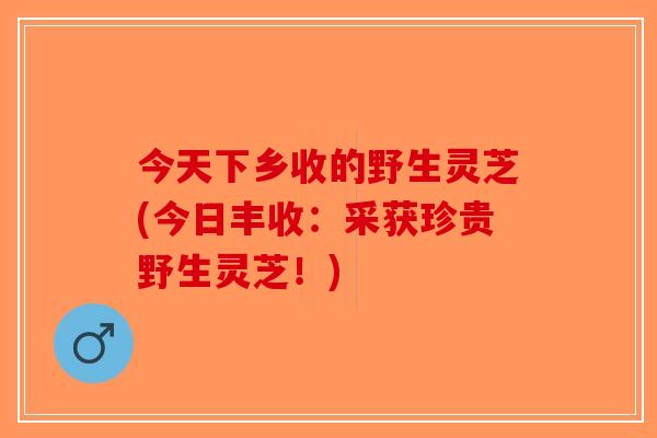 今天下乡收的野生灵芝(今日丰收：采获珍贵野生灵芝！)