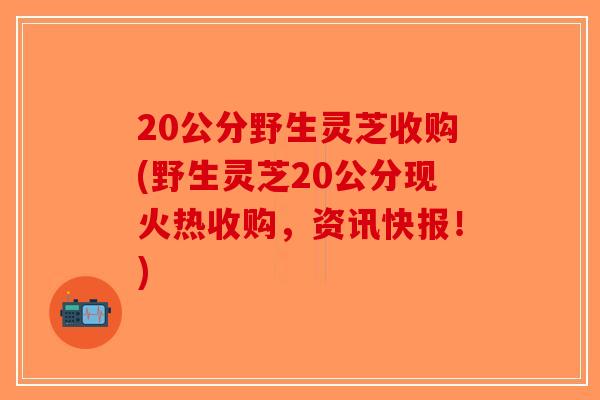 20公分野生灵芝收购(野生灵芝20公分现火热收购，资讯快报！)