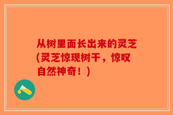 从树里面长出来的灵芝(灵芝惊现树干，惊叹自然神奇！)