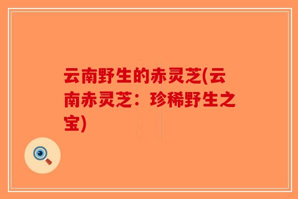 云南野生的赤灵芝(云南赤灵芝：珍稀野生之宝)