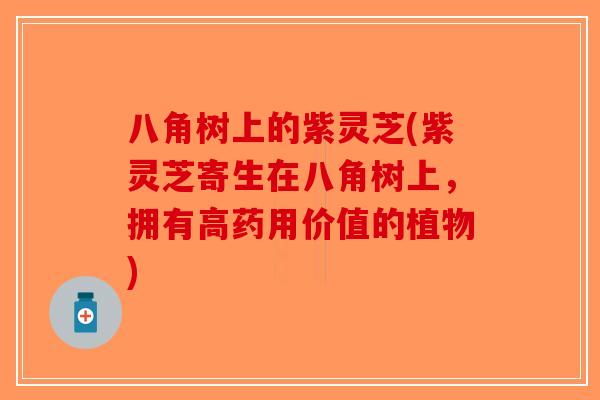 八角树上的紫灵芝(紫灵芝寄生在八角树上，拥有高药用价值的植物)