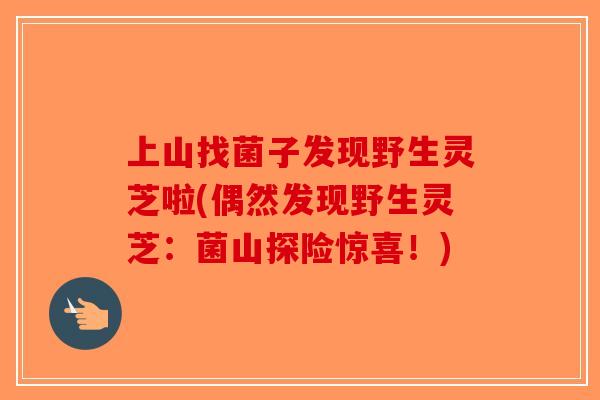 上山找菌子发现野生灵芝啦(偶然发现野生灵芝：菌山探险惊喜！)