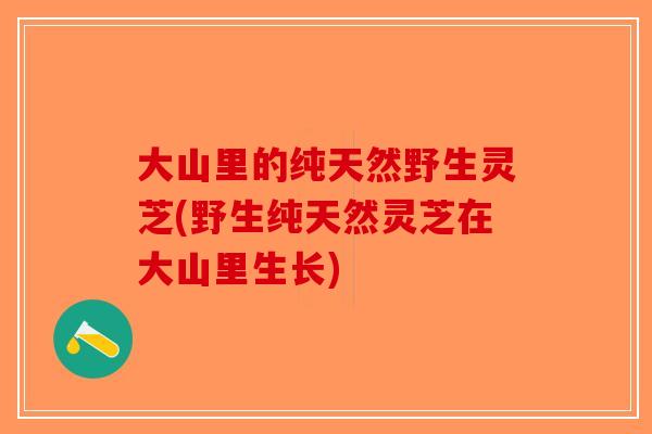 大山里的纯天然野生灵芝(野生纯天然灵芝在大山里生长)