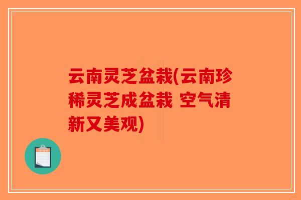 云南灵芝盆栽(云南珍稀灵芝成盆栽 空气清新又美观)