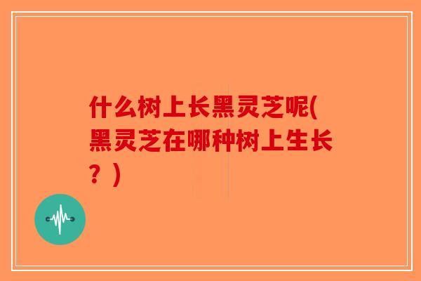 什么树上长黑灵芝呢(黑灵芝在哪种树上生长？)